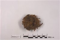 藏品(多摺蘚)的圖片